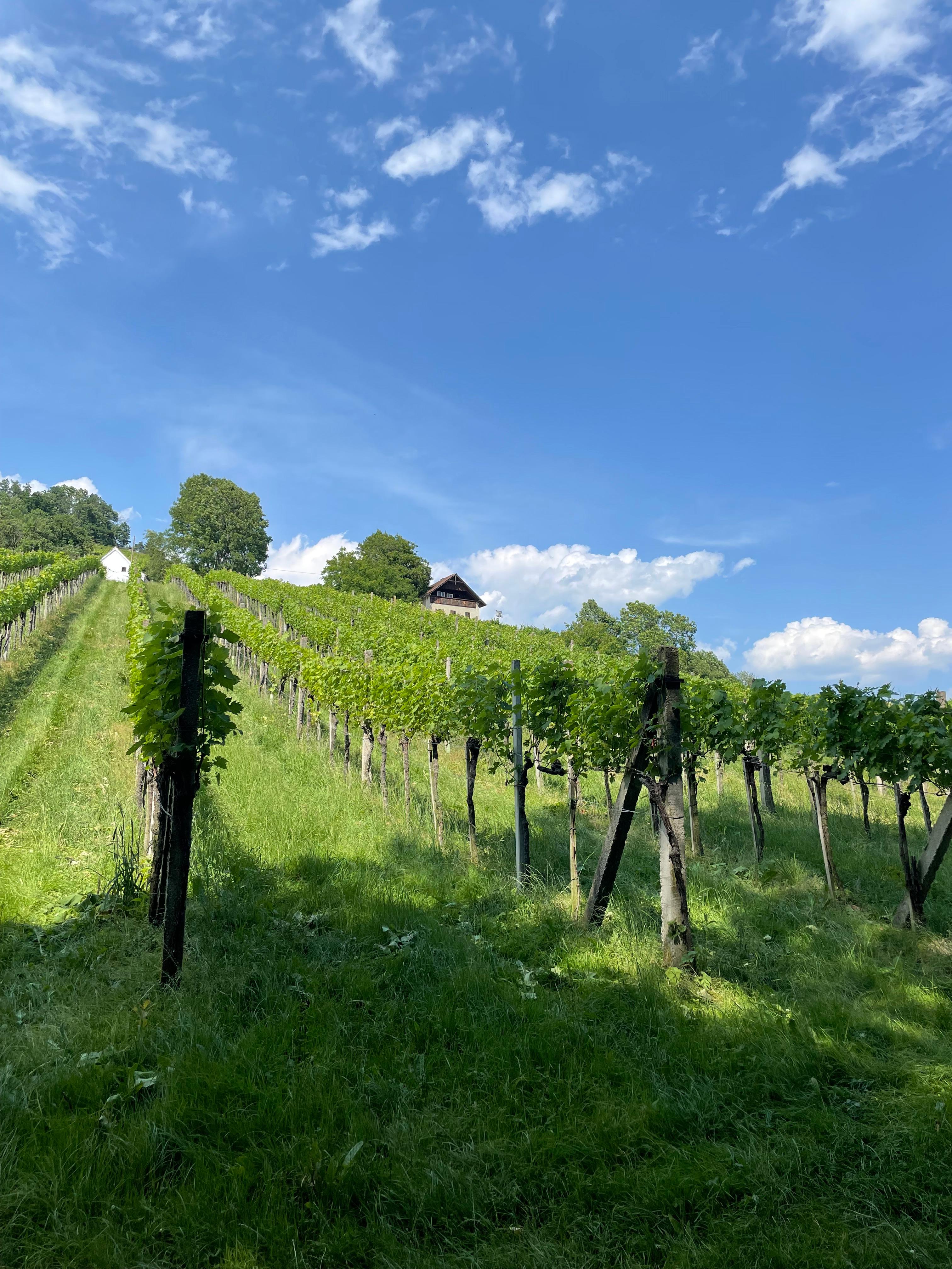 Weingarten am Ried Neuberg